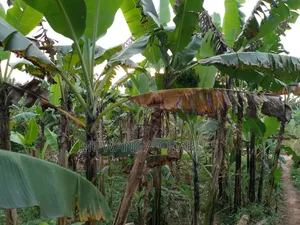 Land for Sale in Zirobwe
