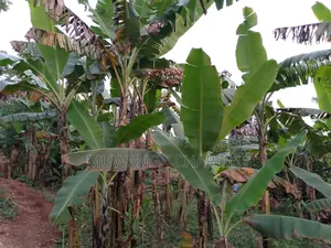 Land for Sale in Zirobwe