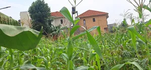 Plot for Sale in Kyanja
