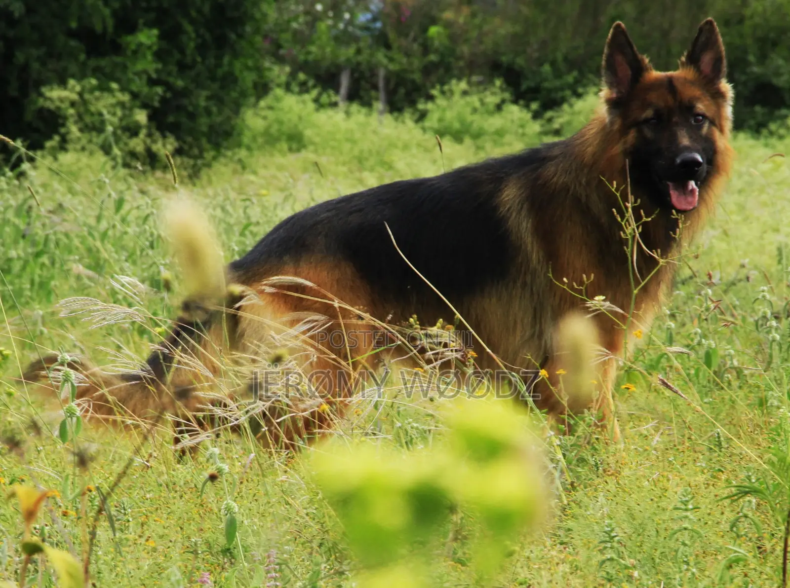 6-12 months Female Purebred German Shepherd