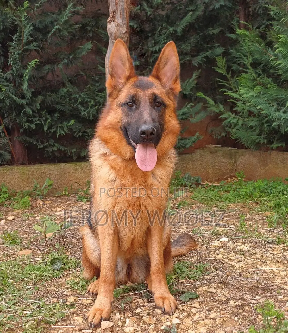 6-12 months Female Purebred German Shepherd