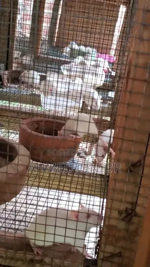 Rats Available