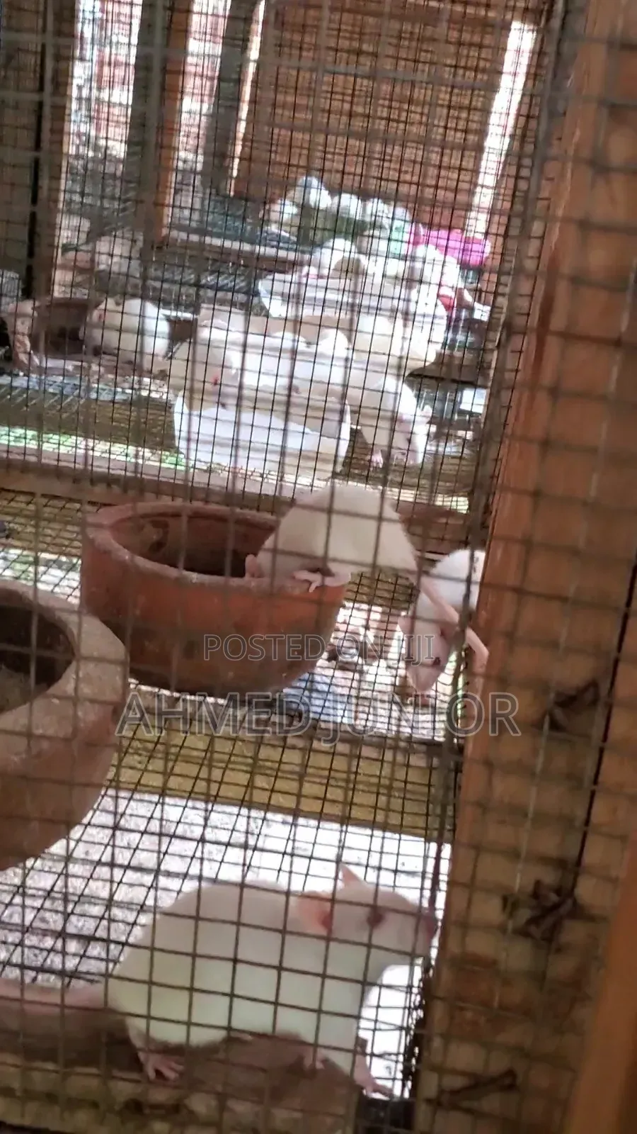 Rats Available