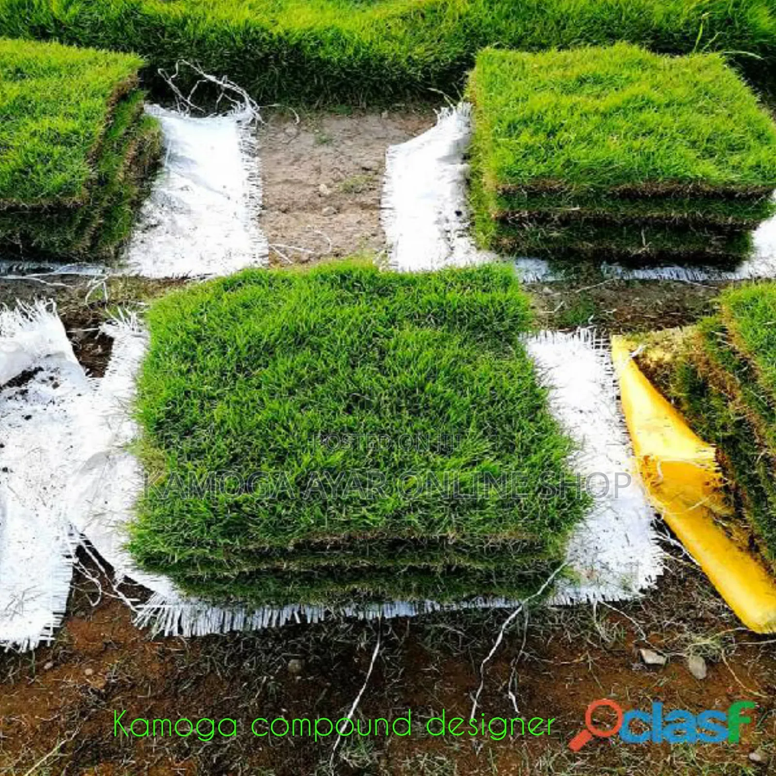 Natural Hybrid Compound/Garden Paspalum Grass Lawn
