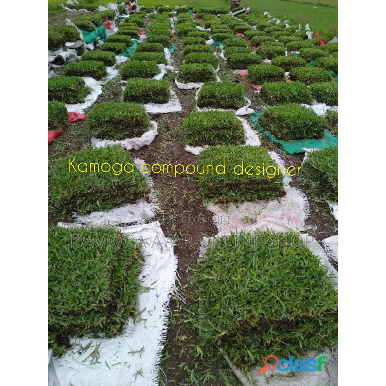 Natural Hybrid Compound/Garden Paspalum Grass Lawn