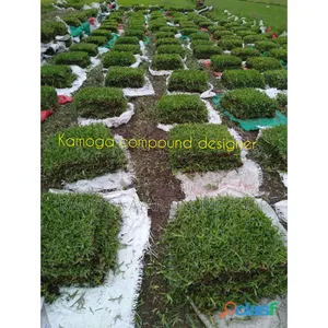 Natural Hybrid Compound/Garden Paspalum Grass Lawn