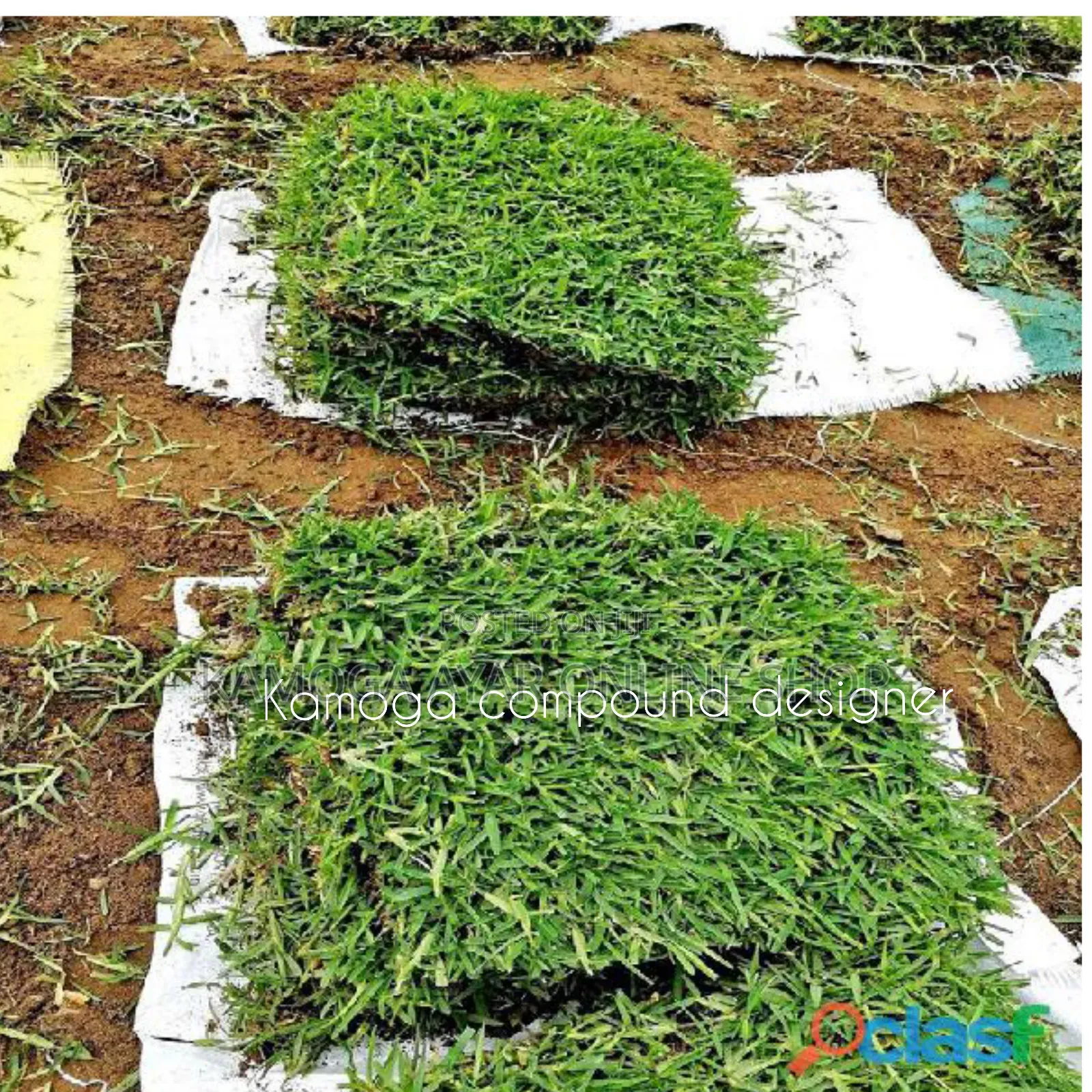 Natural Hybrid Compound/Garden Paspalum Grass Lawn