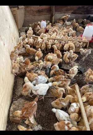 Photo - Brooded One Month Kroilers