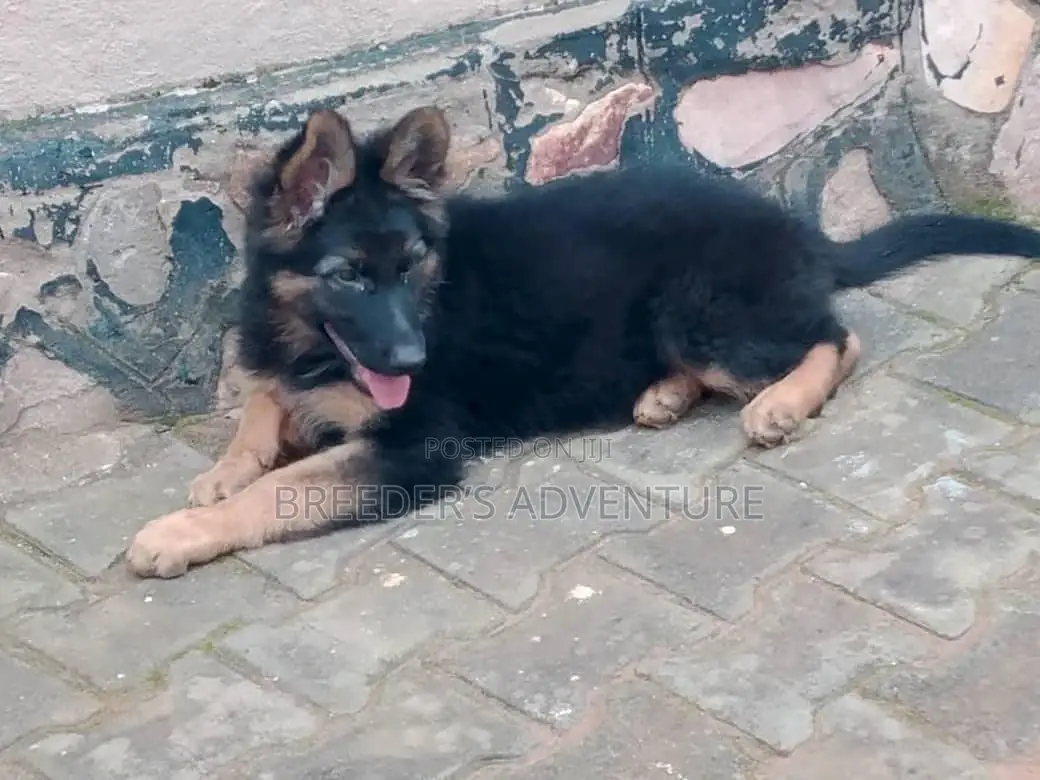1-3 months Female Purebred German Shepherd