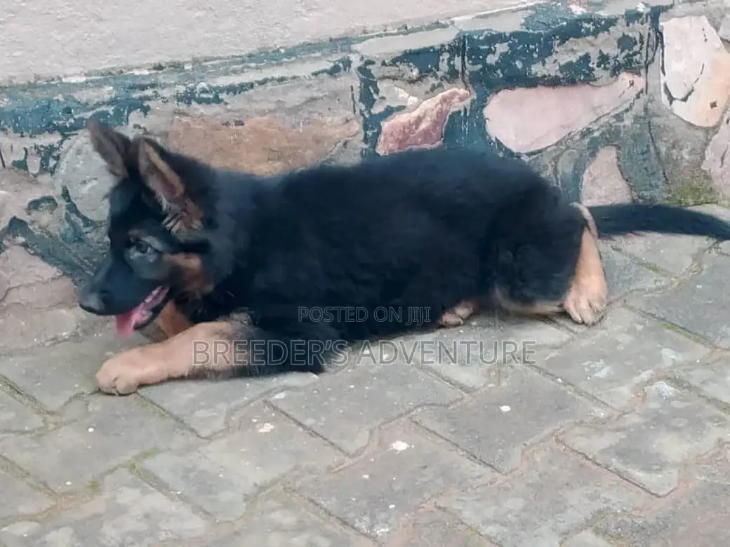 1-3 months Female Purebred German Shepherd