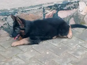 1-3 months Female Purebred German Shepherd
