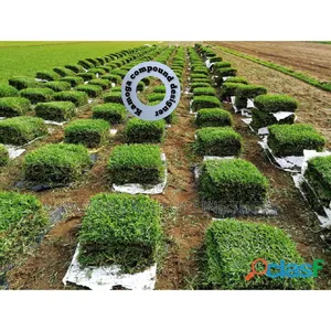 Kamoga Compound Designer and Landscaping
