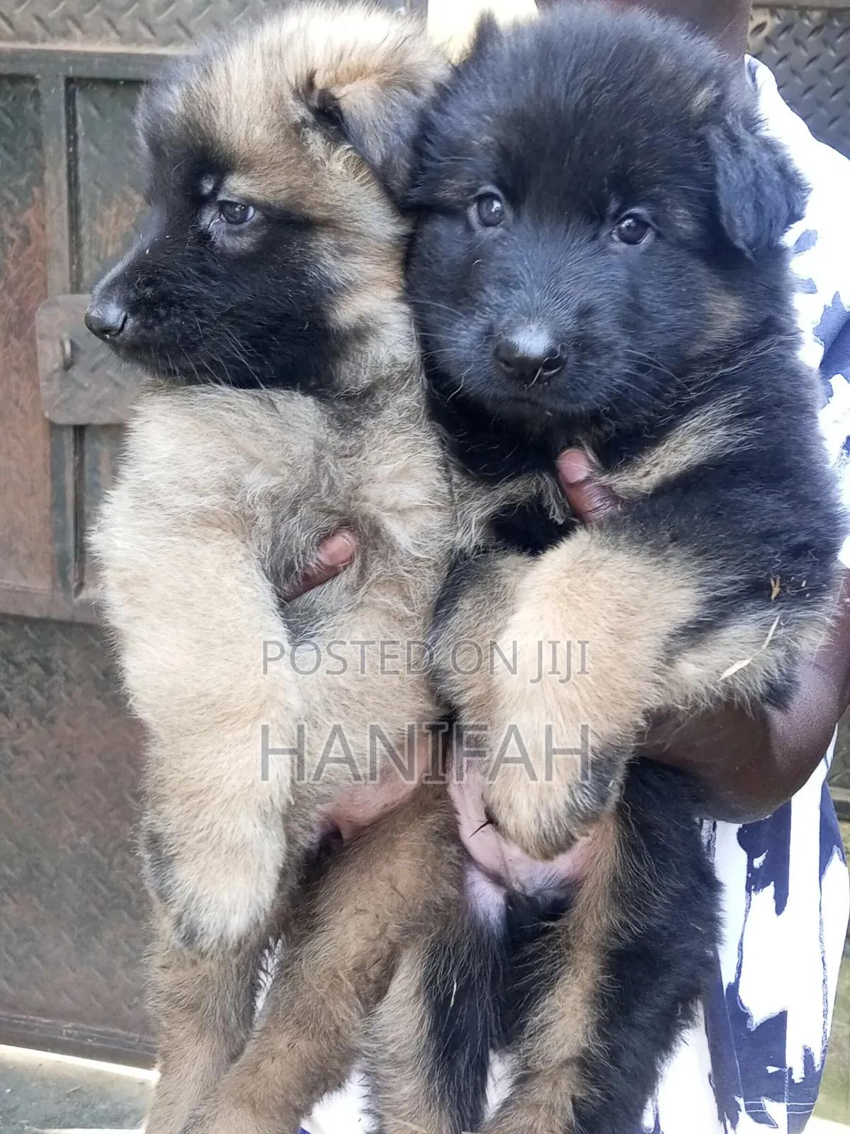 1-3 months Female Purebred German Shepherd