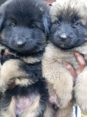 1-3 months Female Purebred German Shepherd