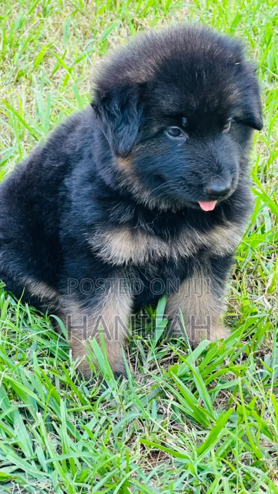 1-3 months Male Purebred German Shepherd