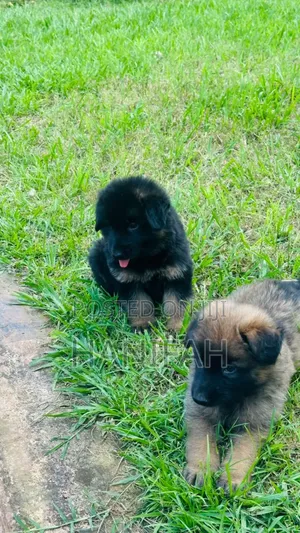 1-3 months Male Purebred German Shepherd