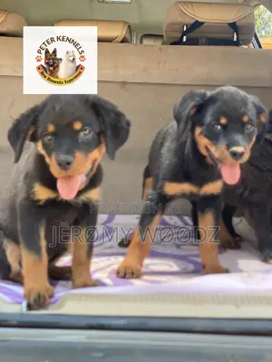 1-3 months Female Purebred Rottweiler