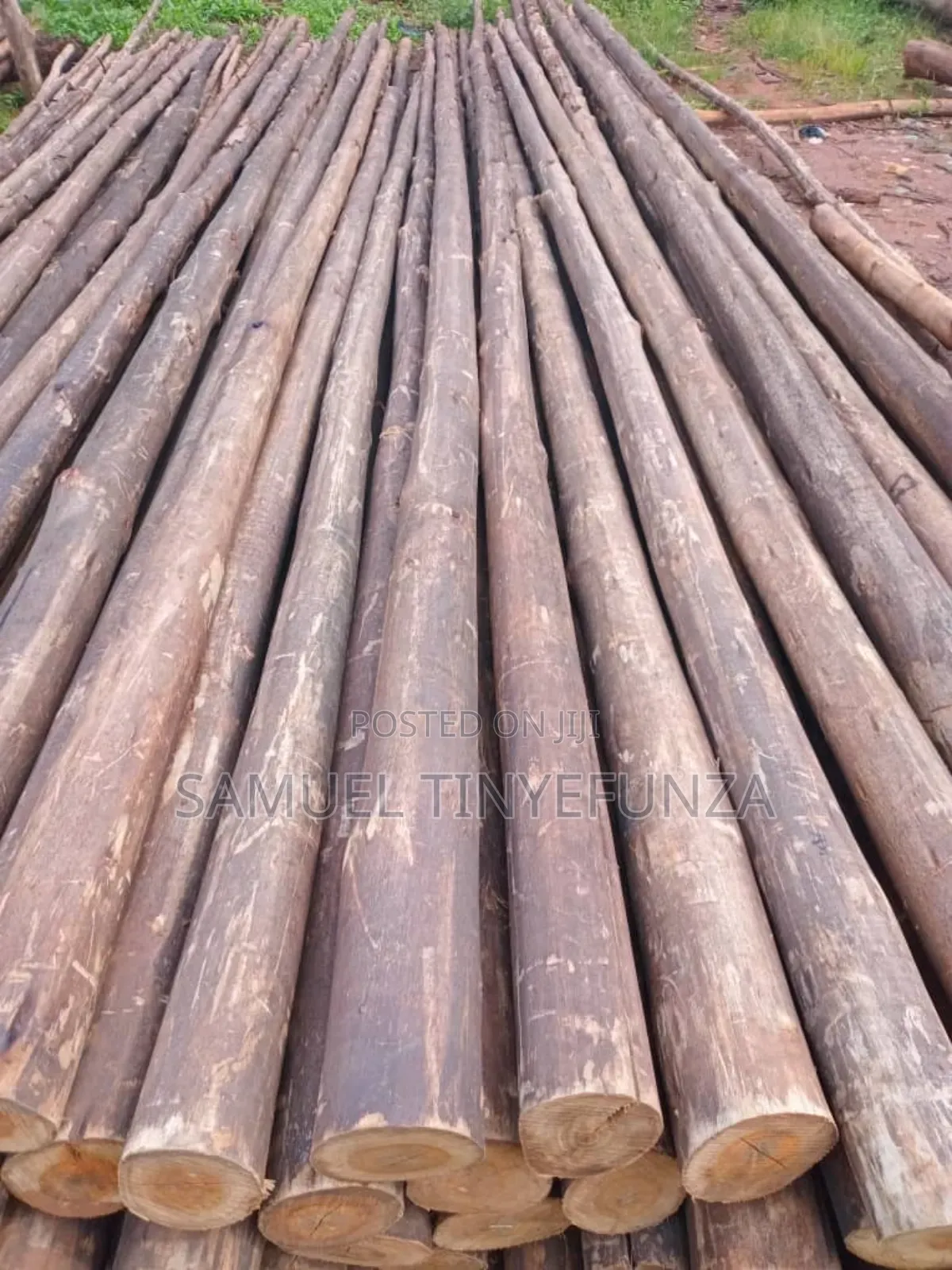 Eucalyptus Poles( Kalitunsi)Diameter 3-5 Inch,Length 26-28ft