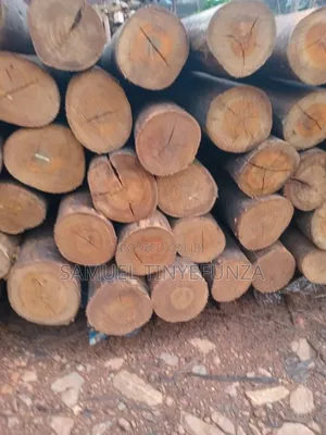 Eucalyptus Poles( Kalitunsi)Diameter 3-5 Inch,Length 26-28ft