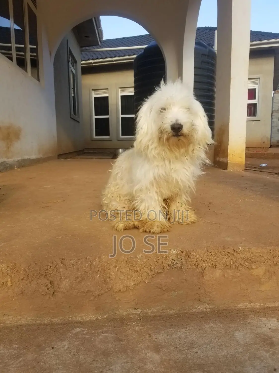 1+ year Male Purebred Maltese