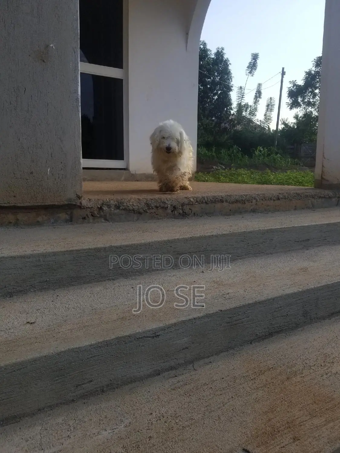 1+ year Male Purebred Maltese