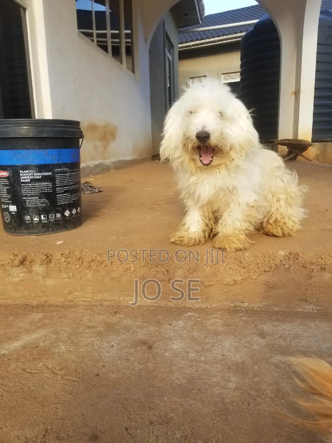 1+ year Male Purebred Maltese