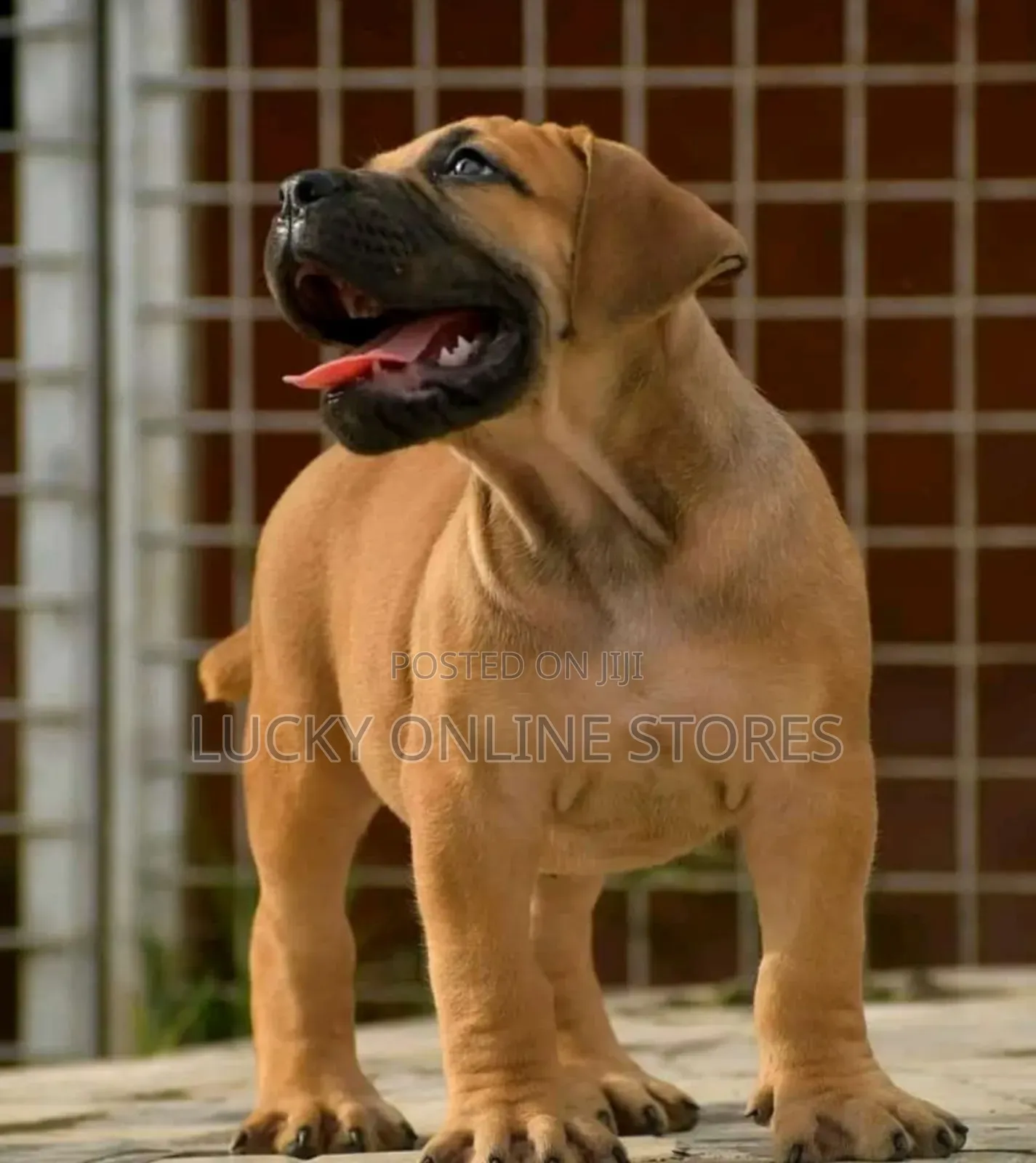 1-3 months Male Purebred Boerboel