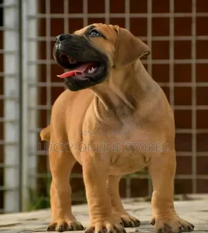 1-3 months Male Purebred Boerboel