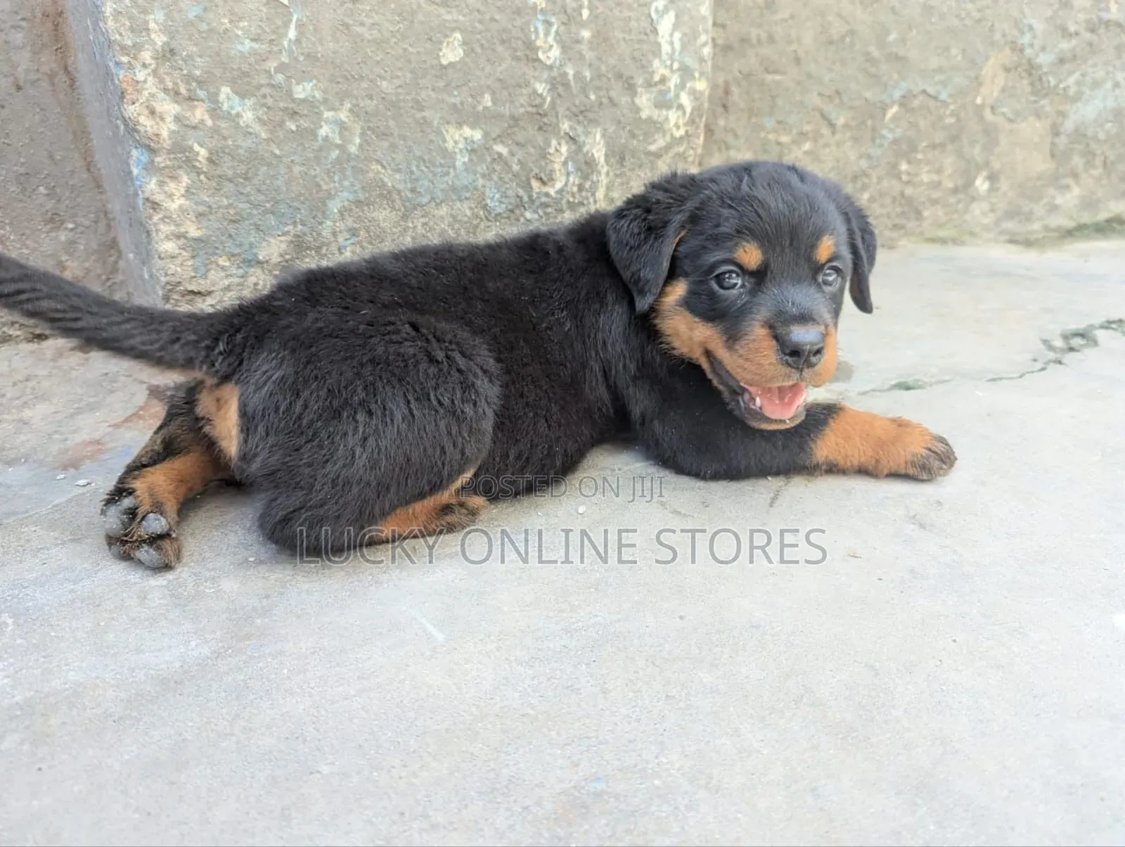 1-3 months Male Purebred Rottweiler