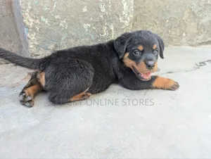 1-3 months Male Purebred Rottweiler
