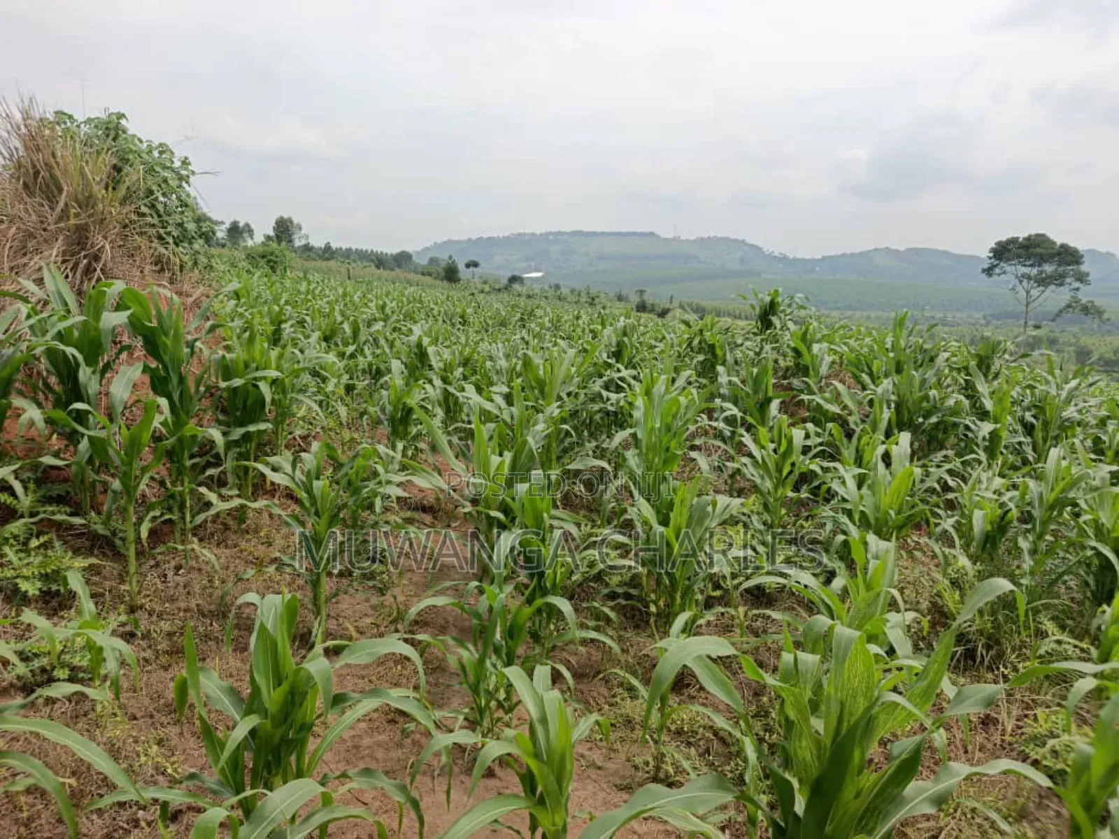 Land for Sale in Nakasongola