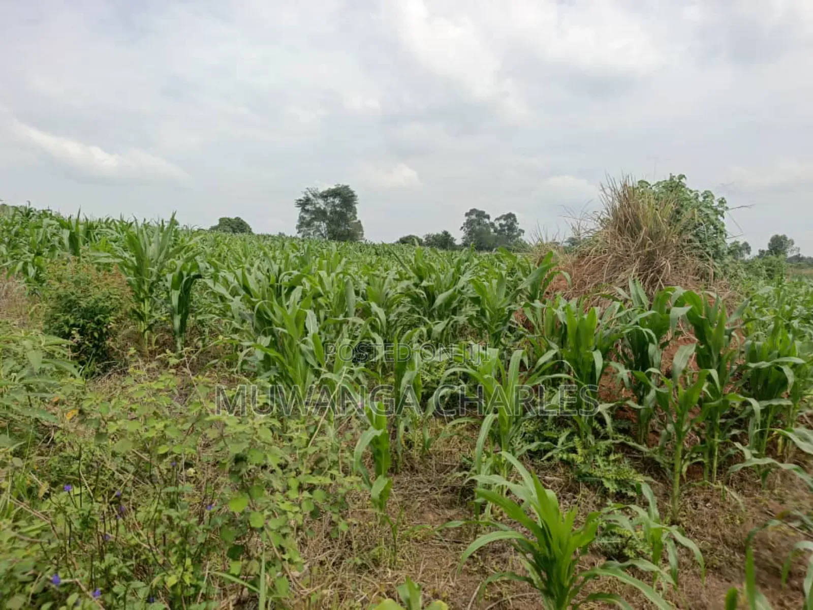Land for Sale in Nakasongola