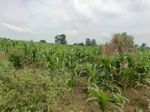 Land for Sale in Nakasongola
