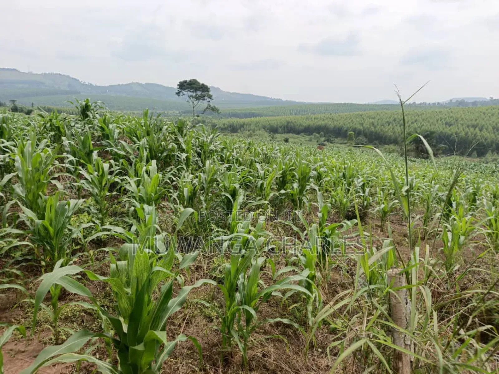 Land for Sale in Nakasongola