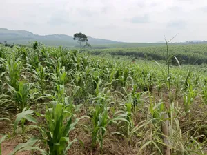 Land for Sale in Nakasongola