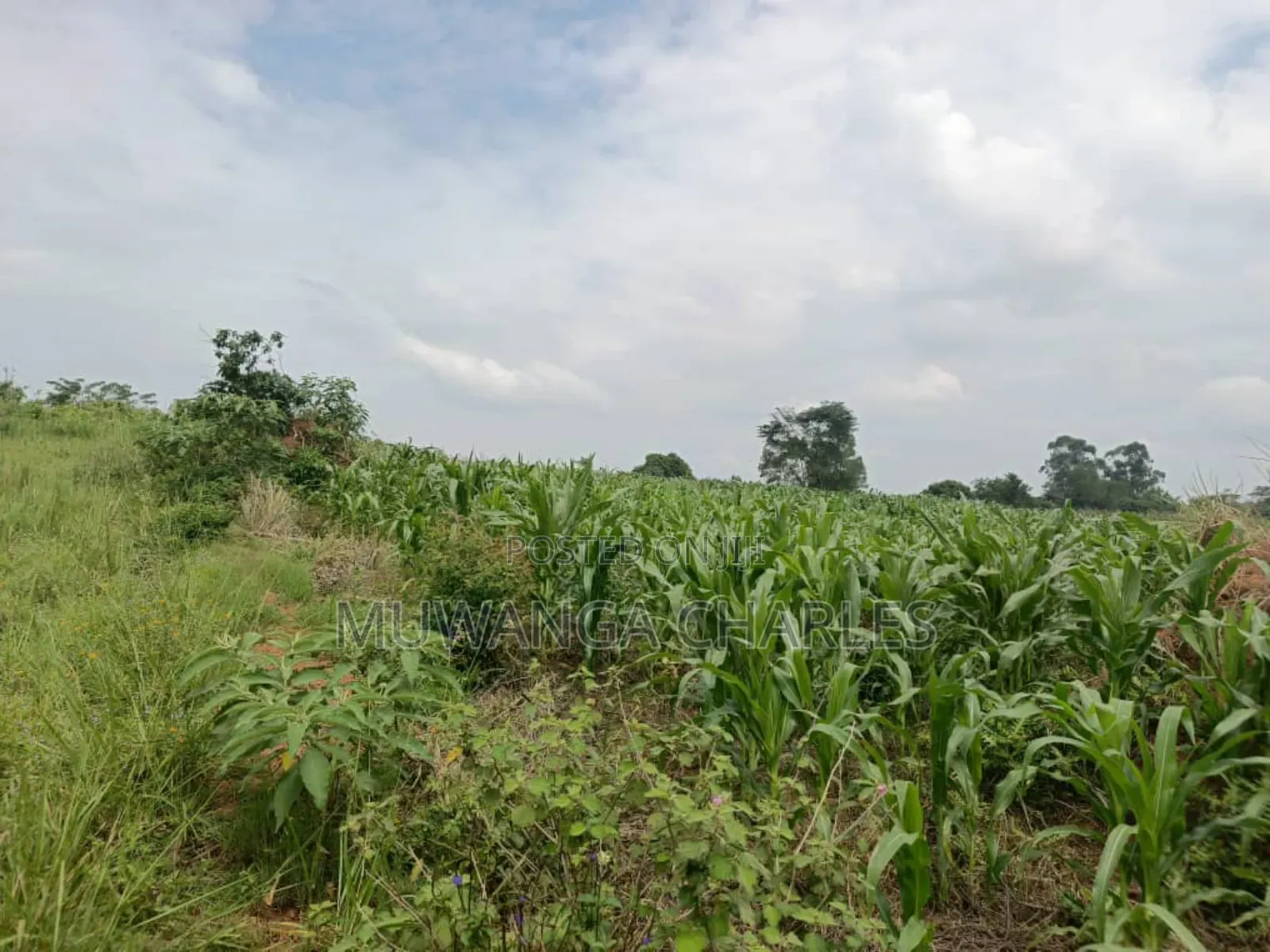 Land for Sale in Nakasongola