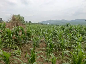 Land for Sale in Nakasongola