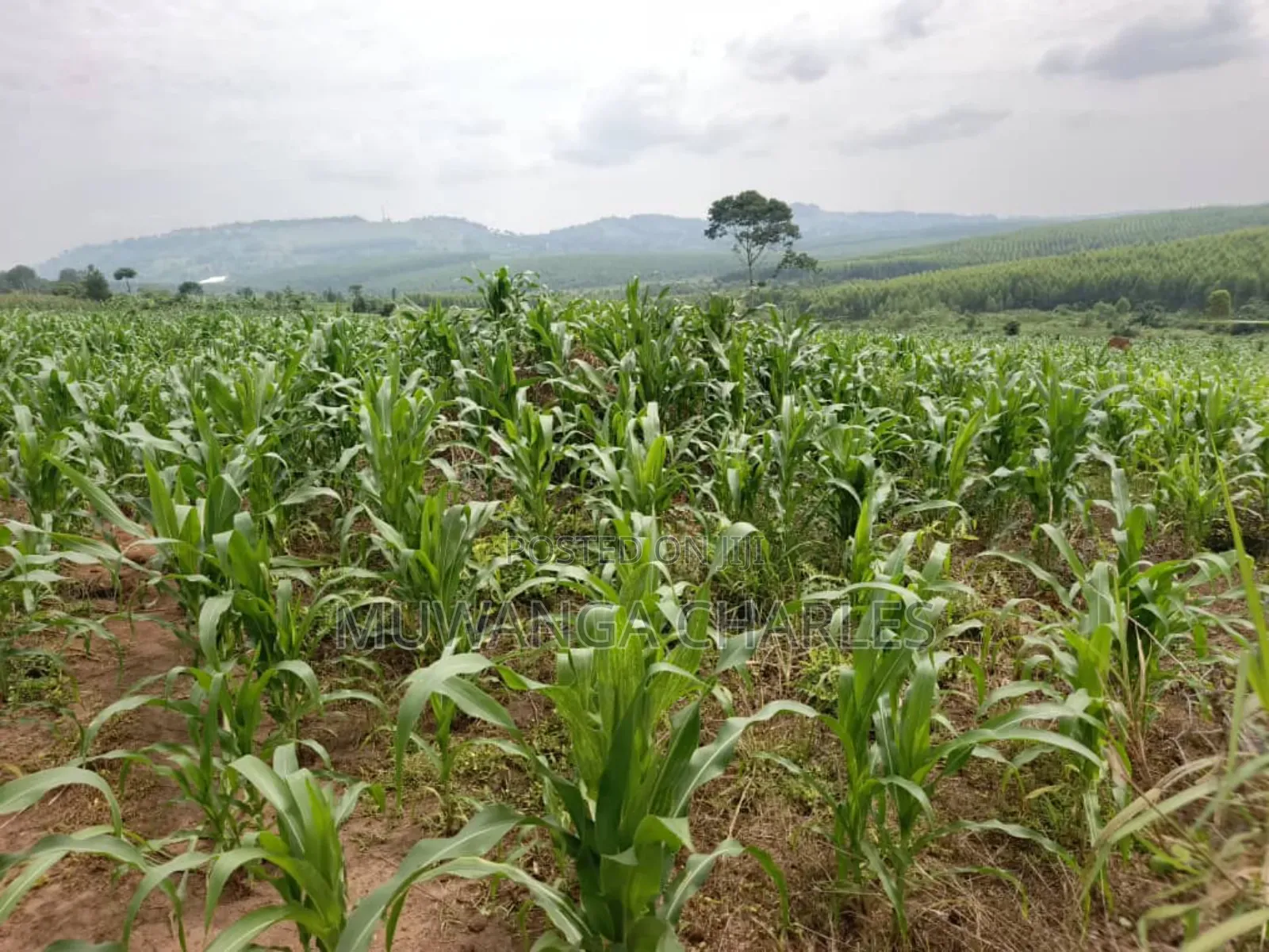 Land for Sale in Nakasongola