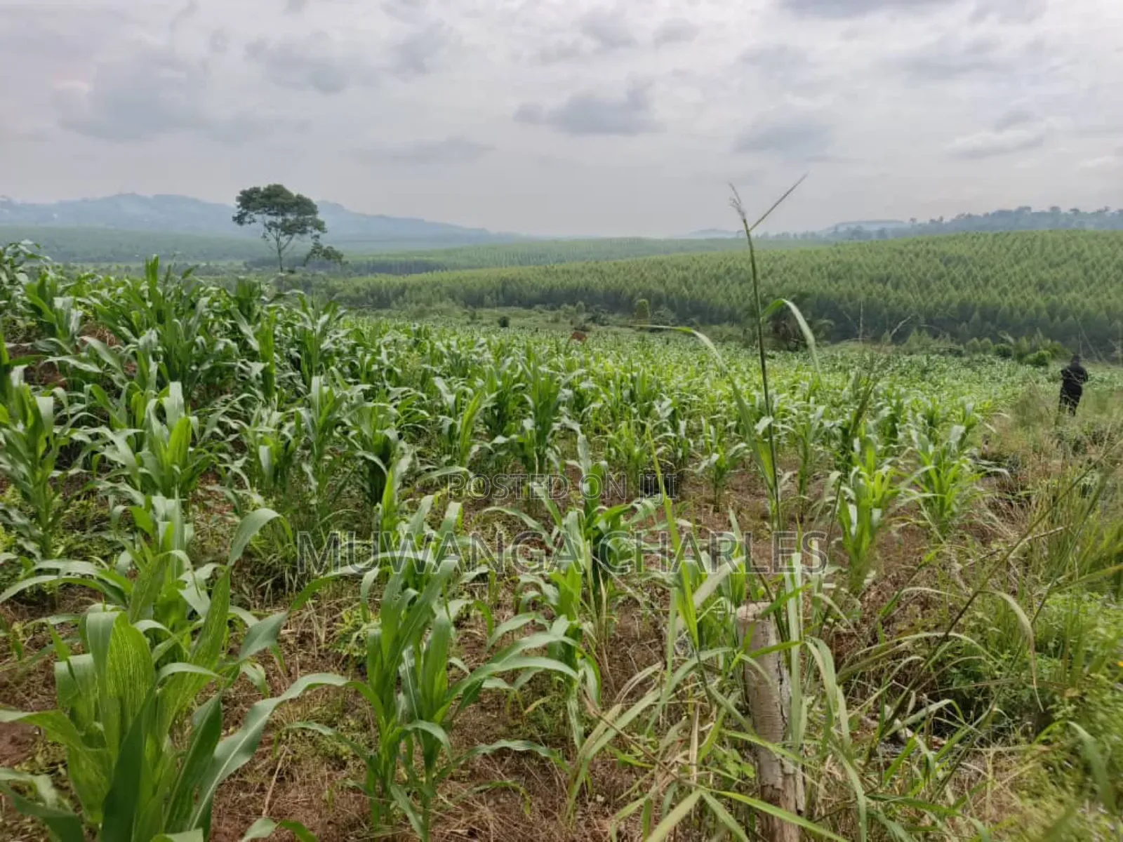 Land for Sale in Nakasongola