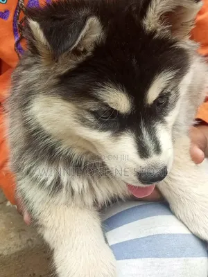 1-3 months Female Purebred Siberian Husky