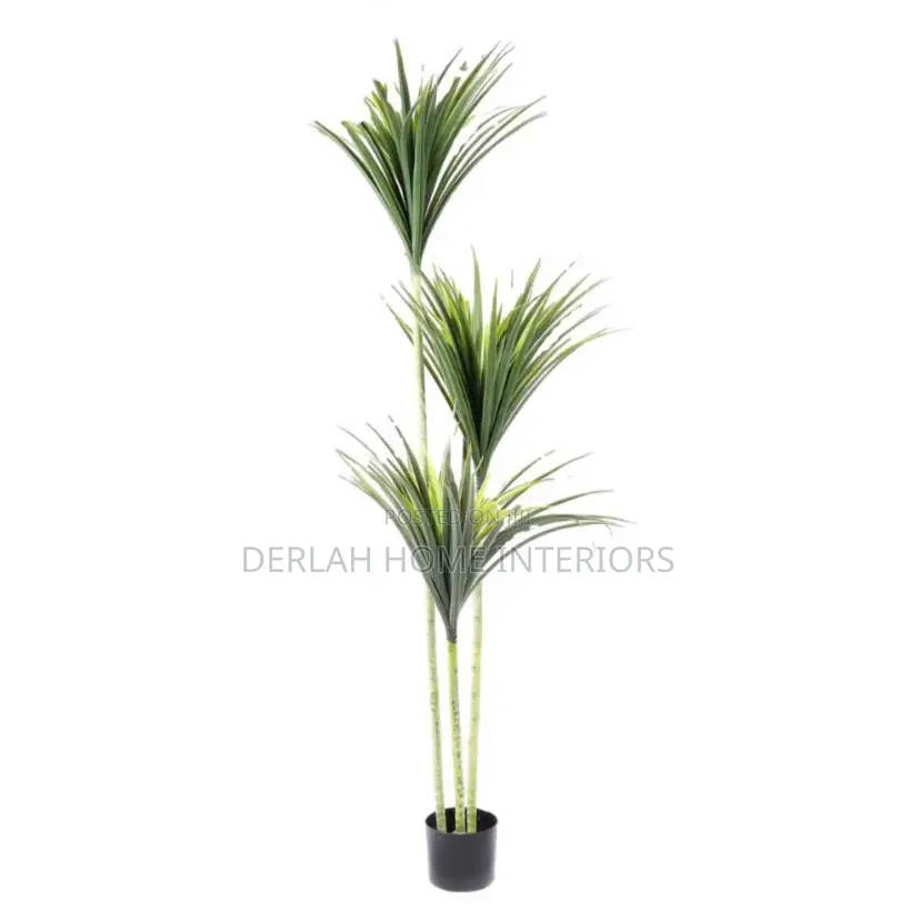 Quality Large Palm Plant
