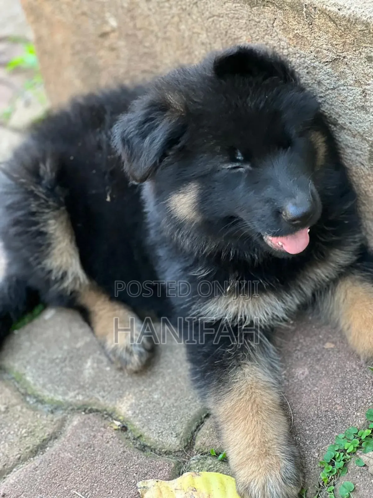 1-3 months Male Purebred German Shepherd