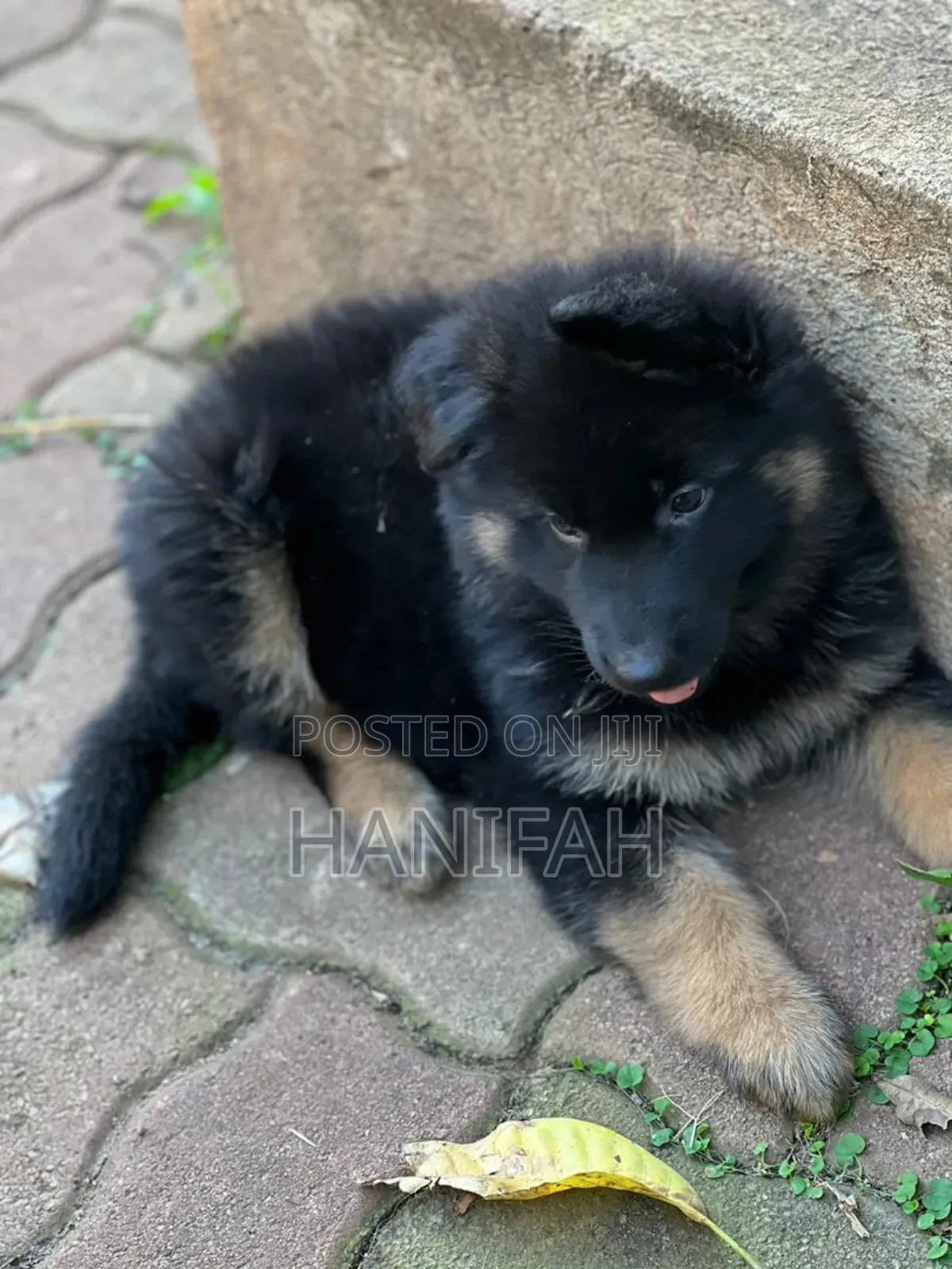 1-3 months Male Purebred German Shepherd