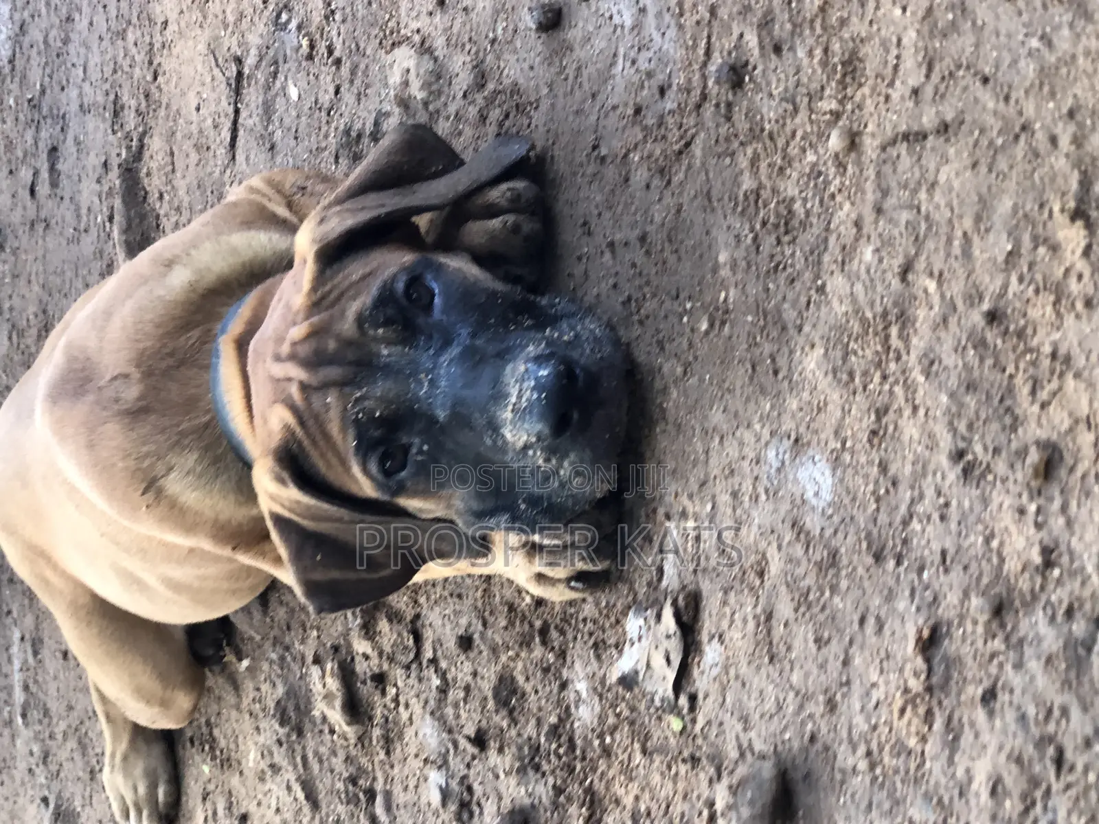 1-3 months Male Purebred Boerboel
