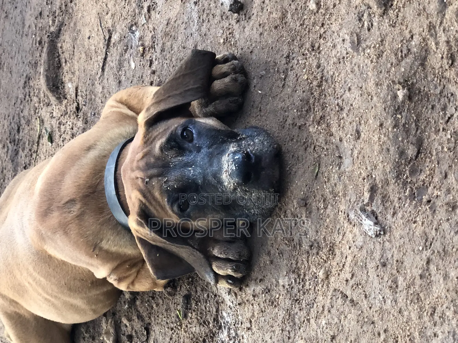 1-3 months Male Purebred Boerboel