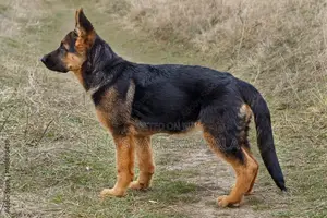 1-3 months Male Purebred German Shepherd