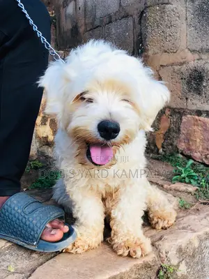 Photo - 1-3 months Male Purebred Maltese