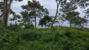 10 Acres of Water Front View for Sale
