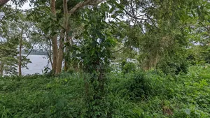 10 Acres of Water Front View for Sale