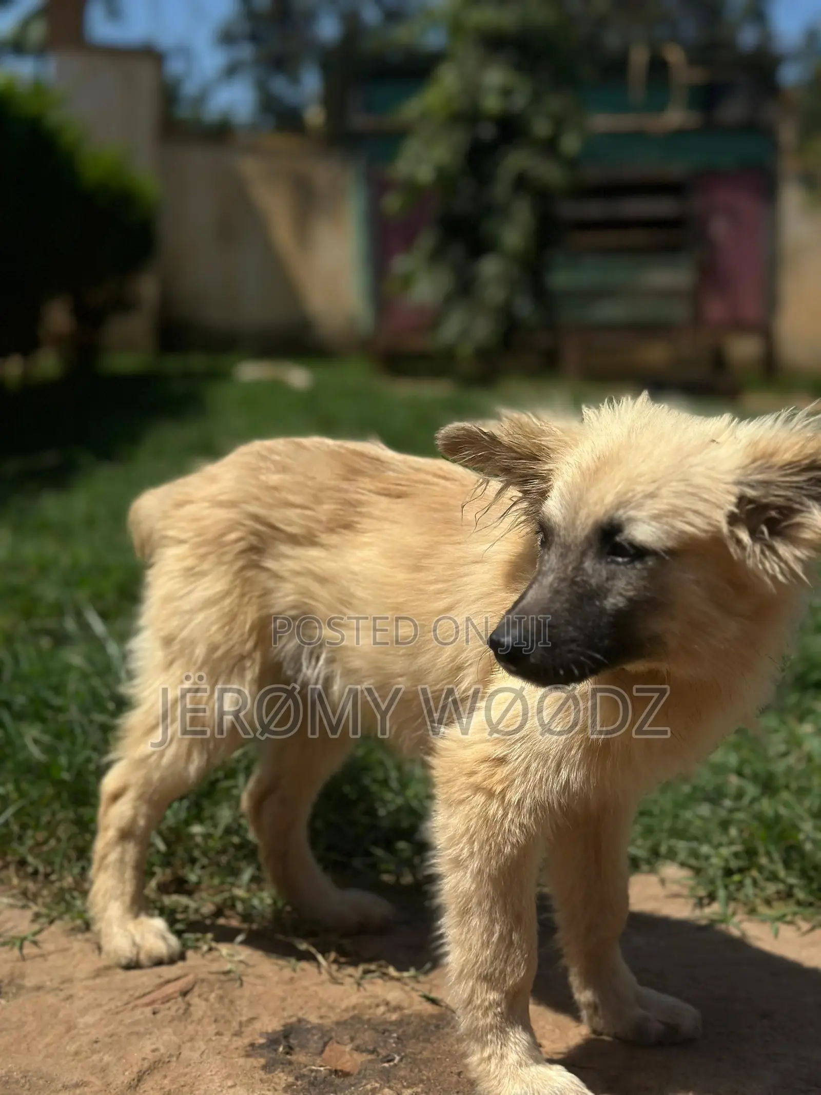3-6 months Male Purebred Japanese Spitz